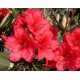Рододендрон Вулканс Флейм (Rhododendron 'Vulcan’s Flame') С5 40см